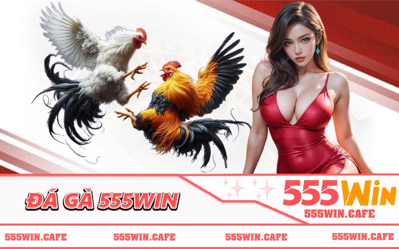 Đá Gà 555WIN