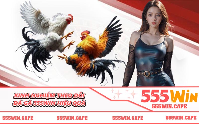 Kinh nghiệm theo dõi đá gà 555WIN hiệu quả